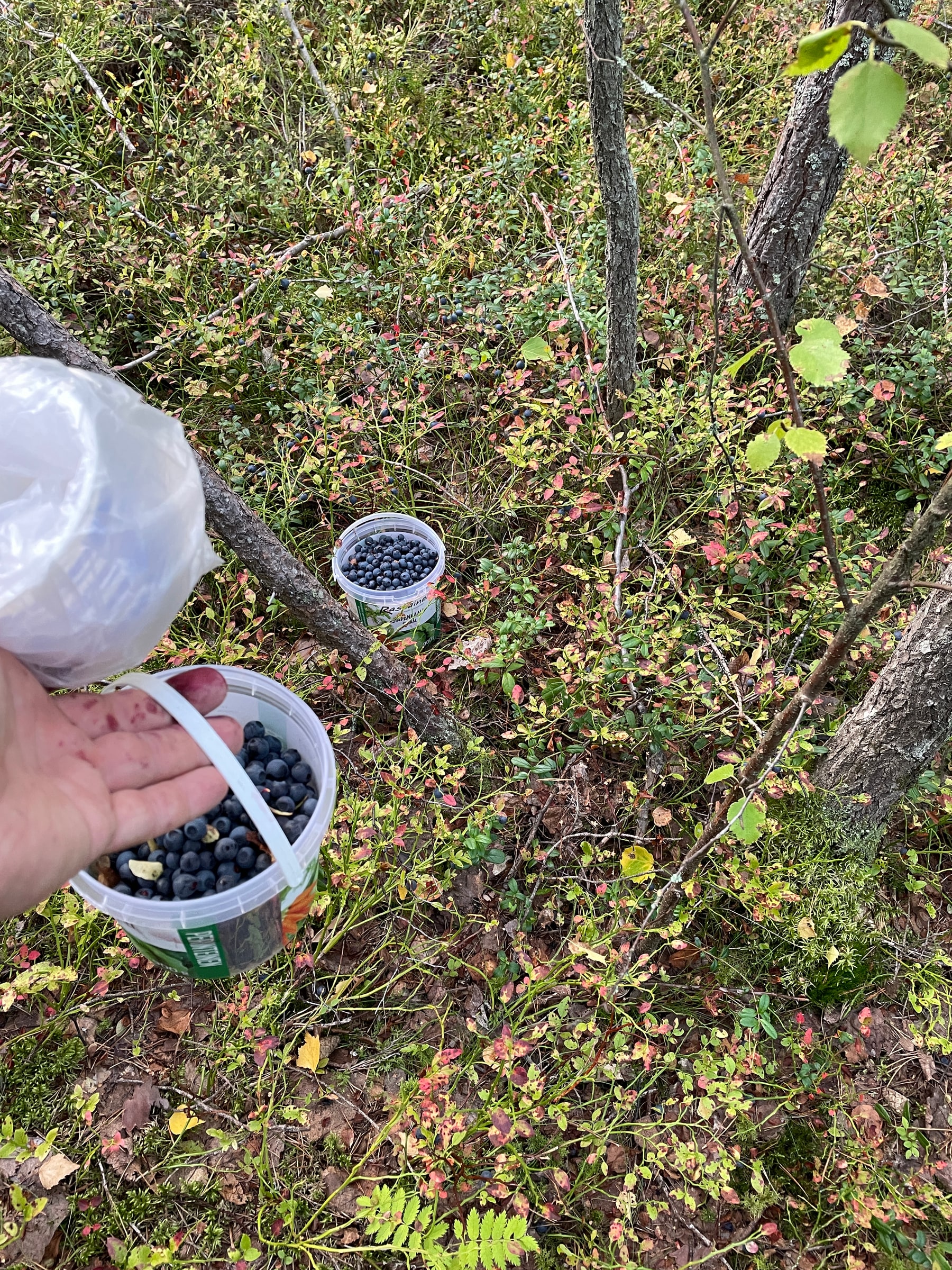 A picker gathers bilberries into containers on the floor of a Finnish forest.