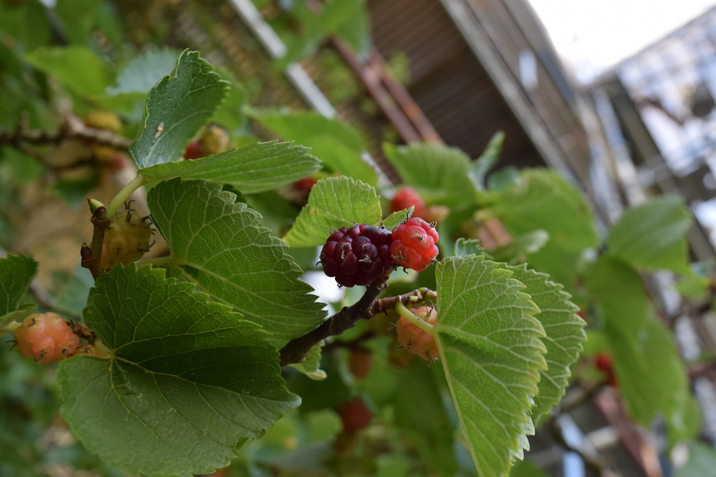 Ripe, red and forming mulberries grow on a leafy branch.