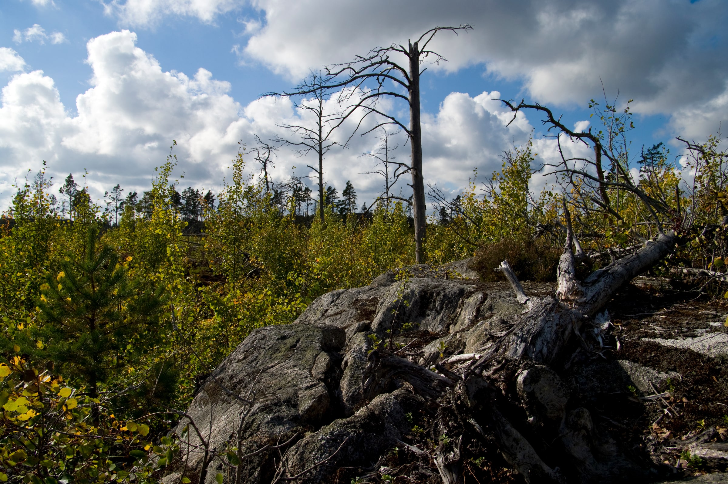 Fire-damaged trees stand in Tyresta Nature Reserve near Stockholm in a September 2013 file photograph.