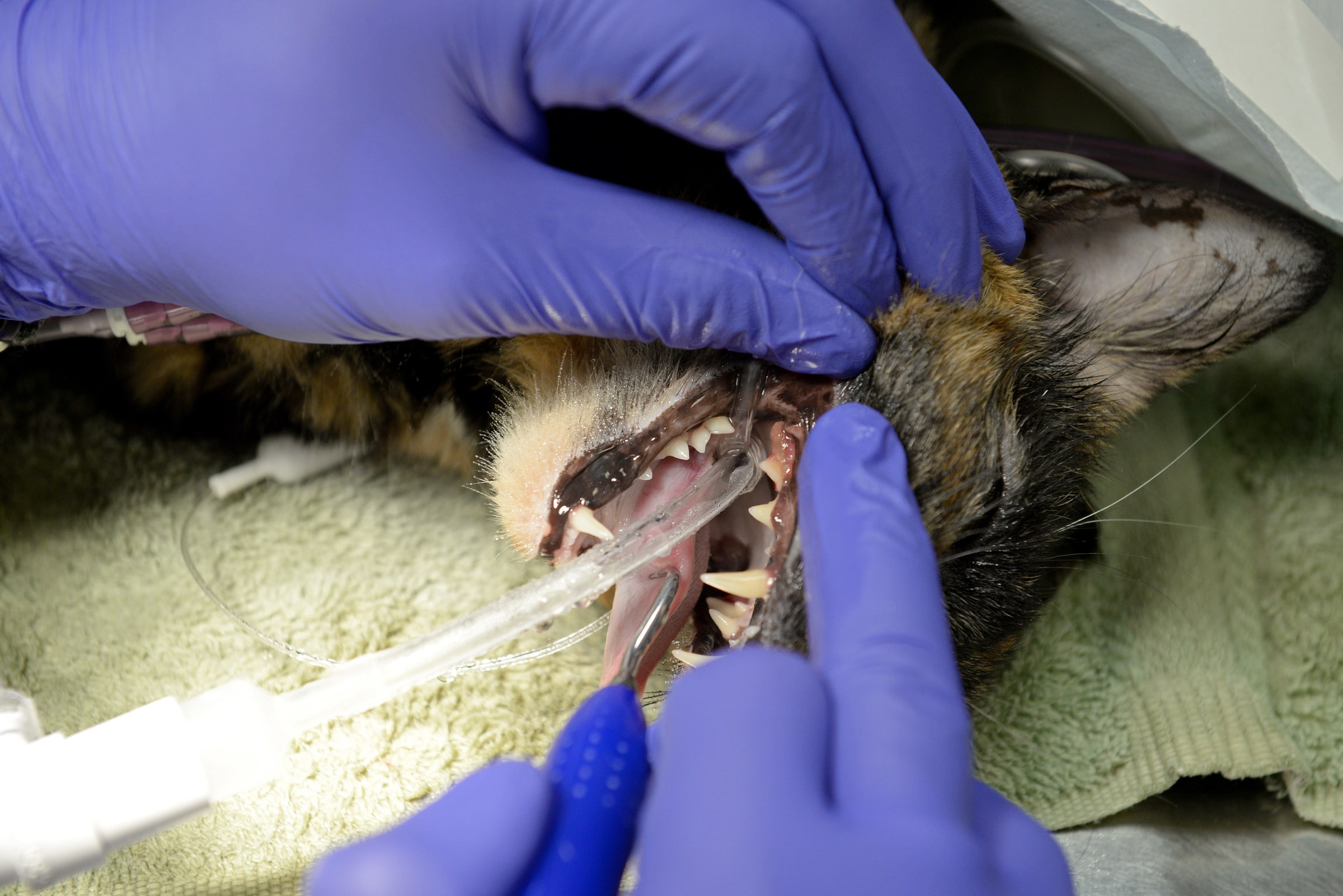 Gloved veterinary staff examine a cat's teeth before a cleaning.