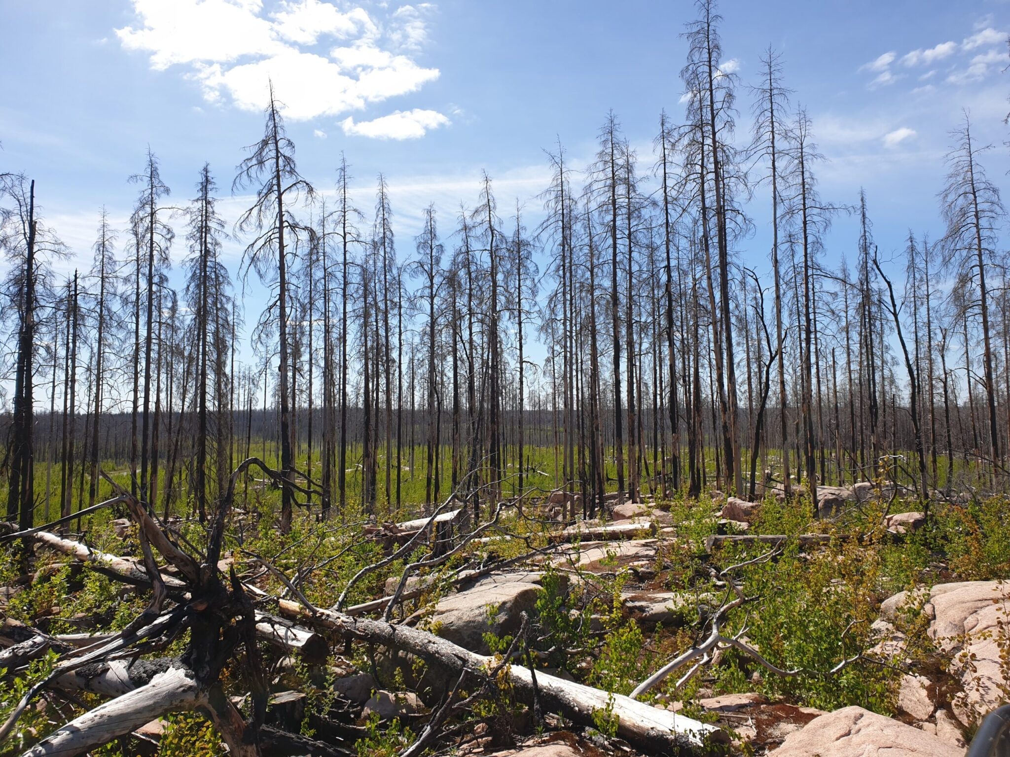 Fire-damaged trees stand above green regrowth in Västmanland in a file photograph from the 2014 wildfire.