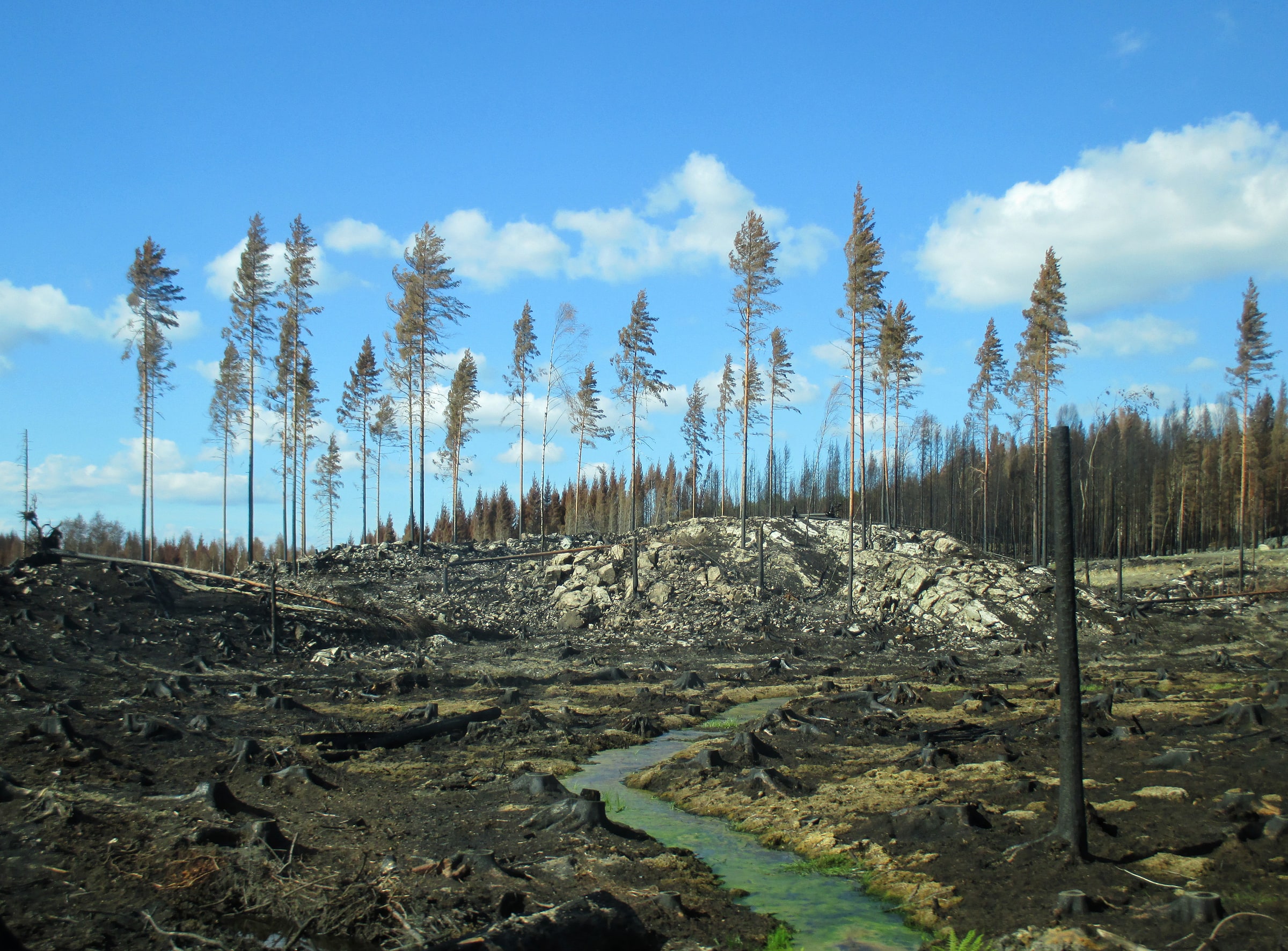 Fire-damaged forest beside road U668 in Västmanland in September 2014.