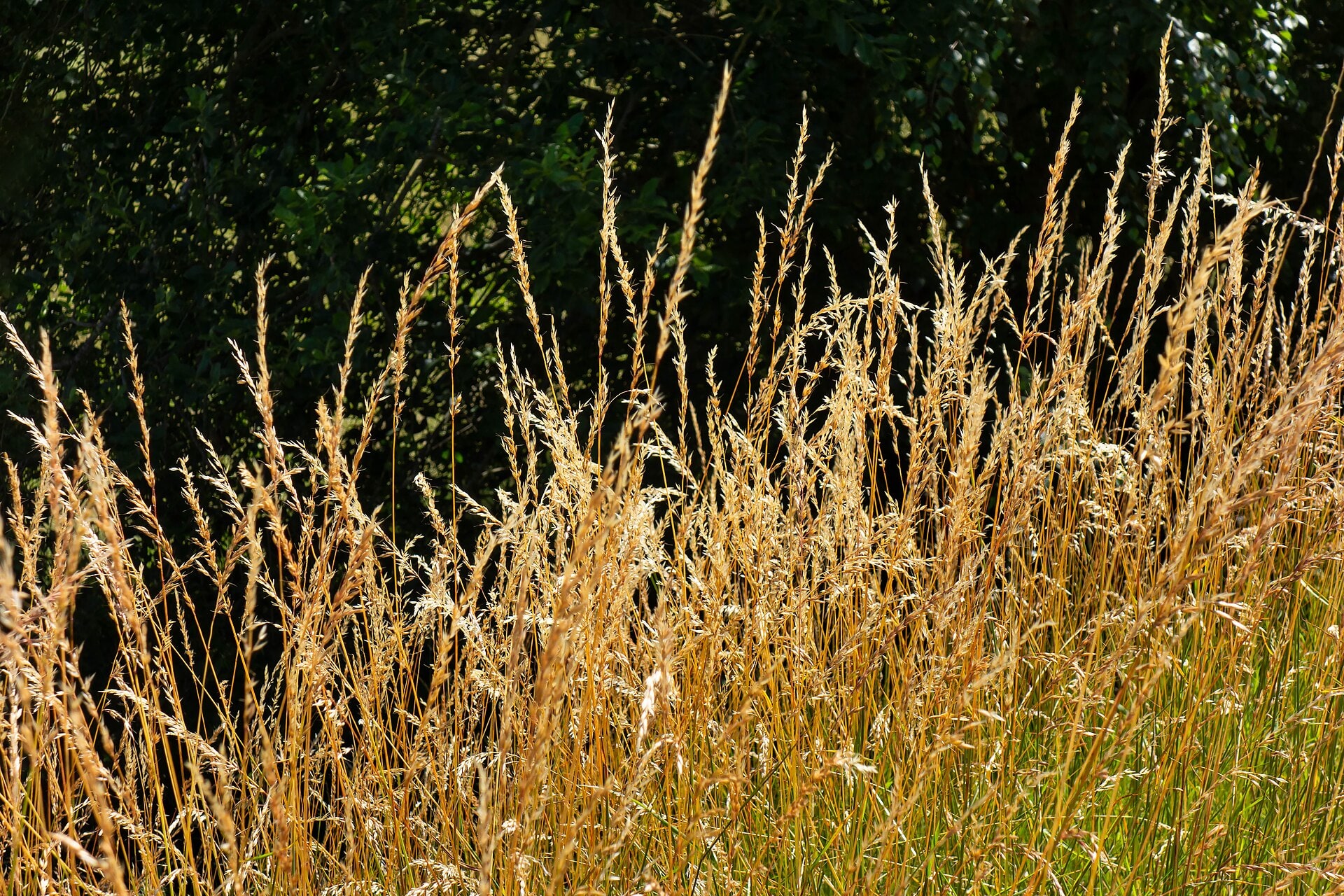 Dense dry grass beside a shaded road edge in Lahälla, Sweden.
