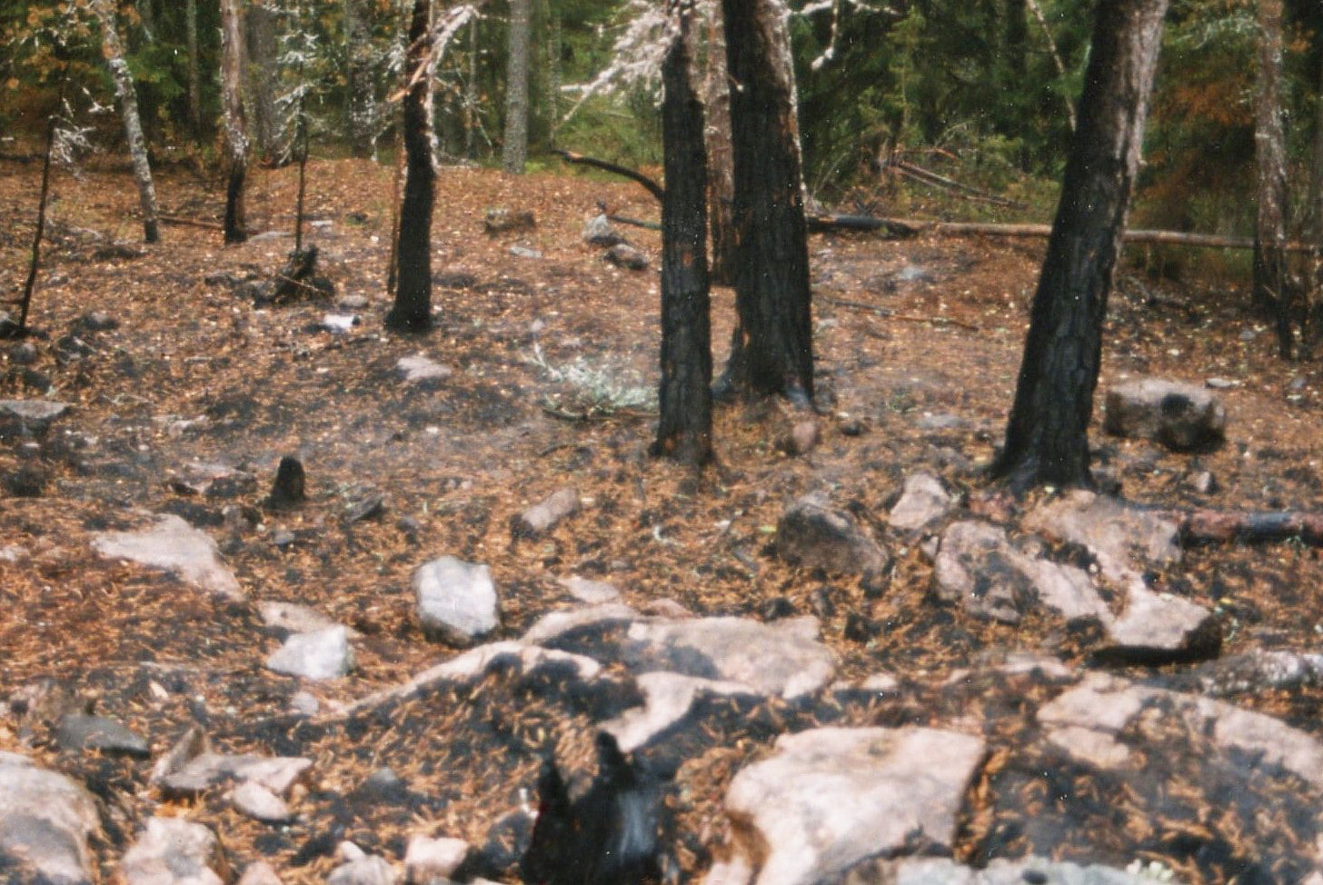 Charred trees and fire-damaged ground in Tyresta National Park after the 1999 wildfire.