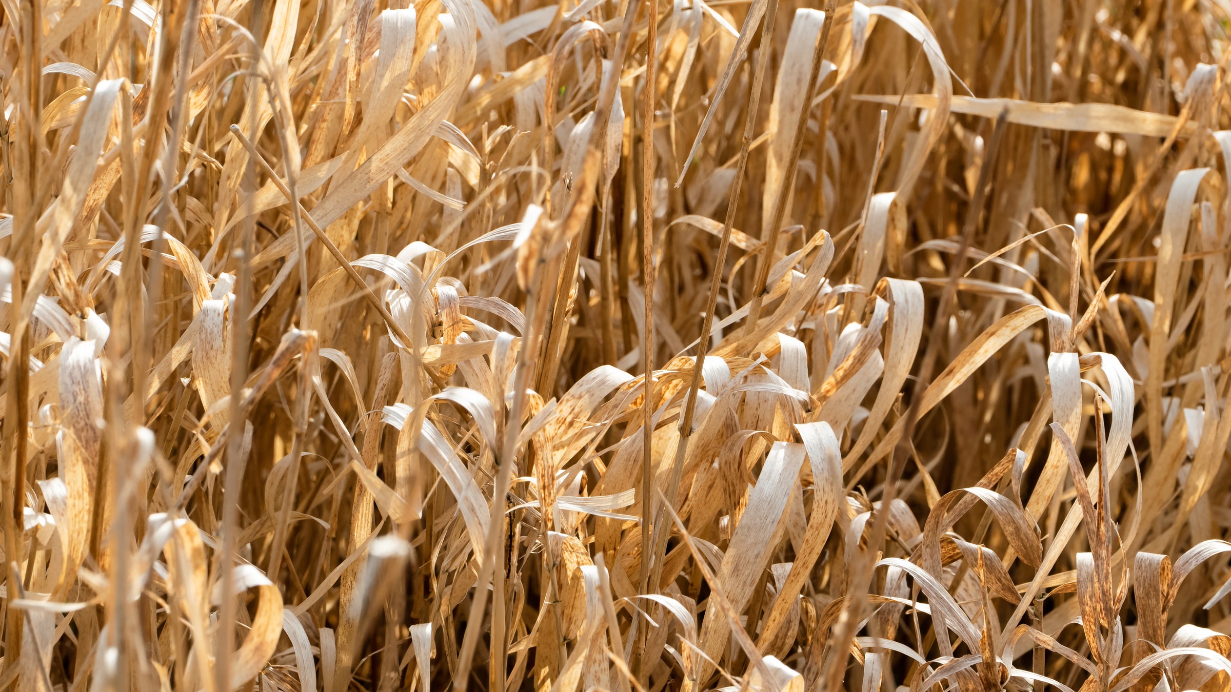 Close view of dense dry grass in Norrkila, Sweden