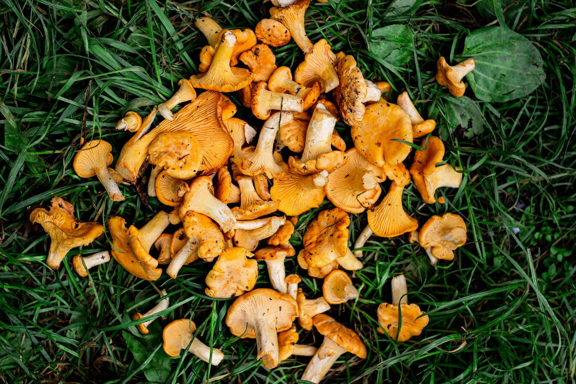 Freshly foraged chanterelle mushrooms spread on green grass.