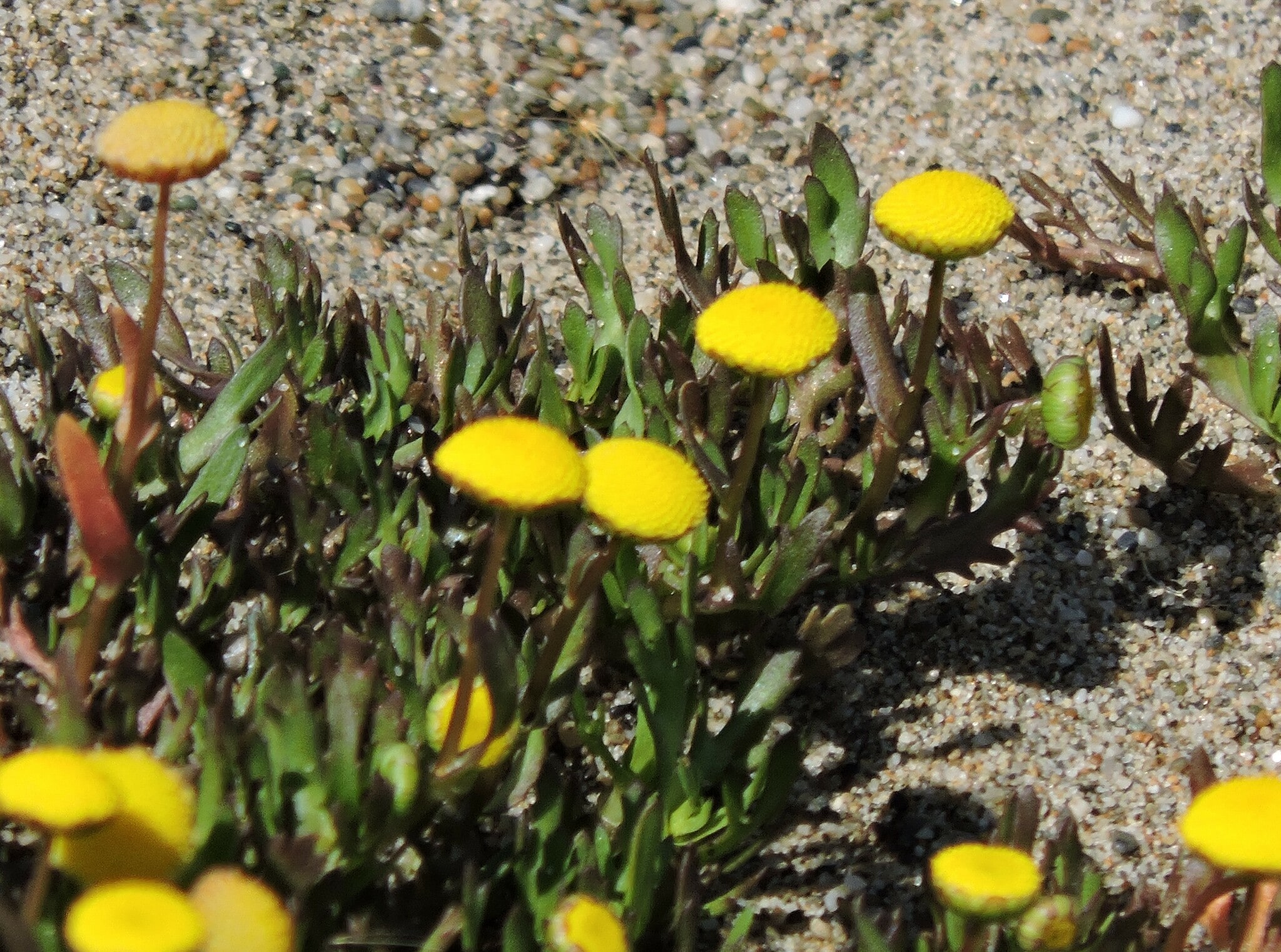 Yellow-flowered strandkotula plants growing across sandy ground.