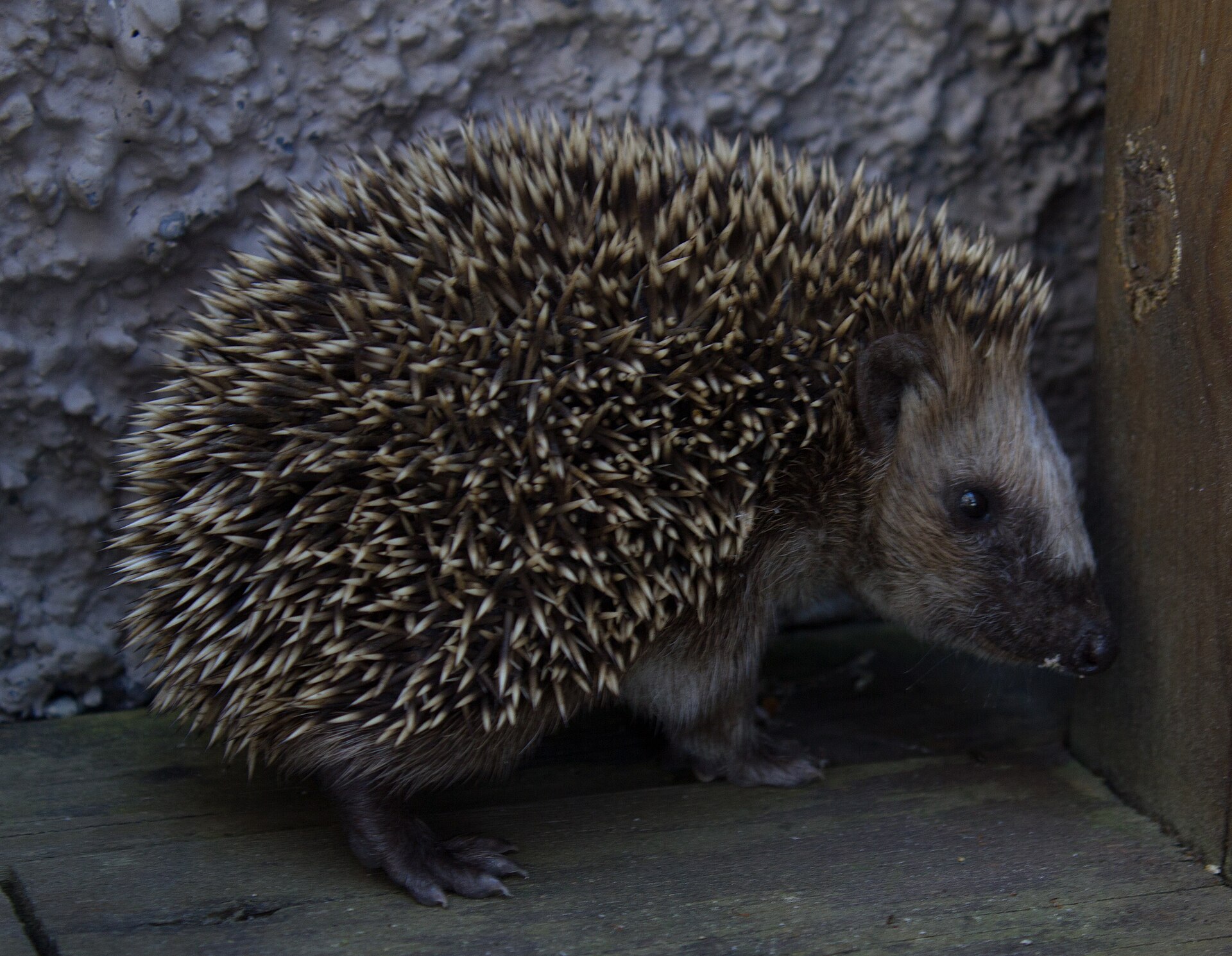 A young European hedgehog photographed in Sweden. Hedgehogs are among the species added to the national protected list.