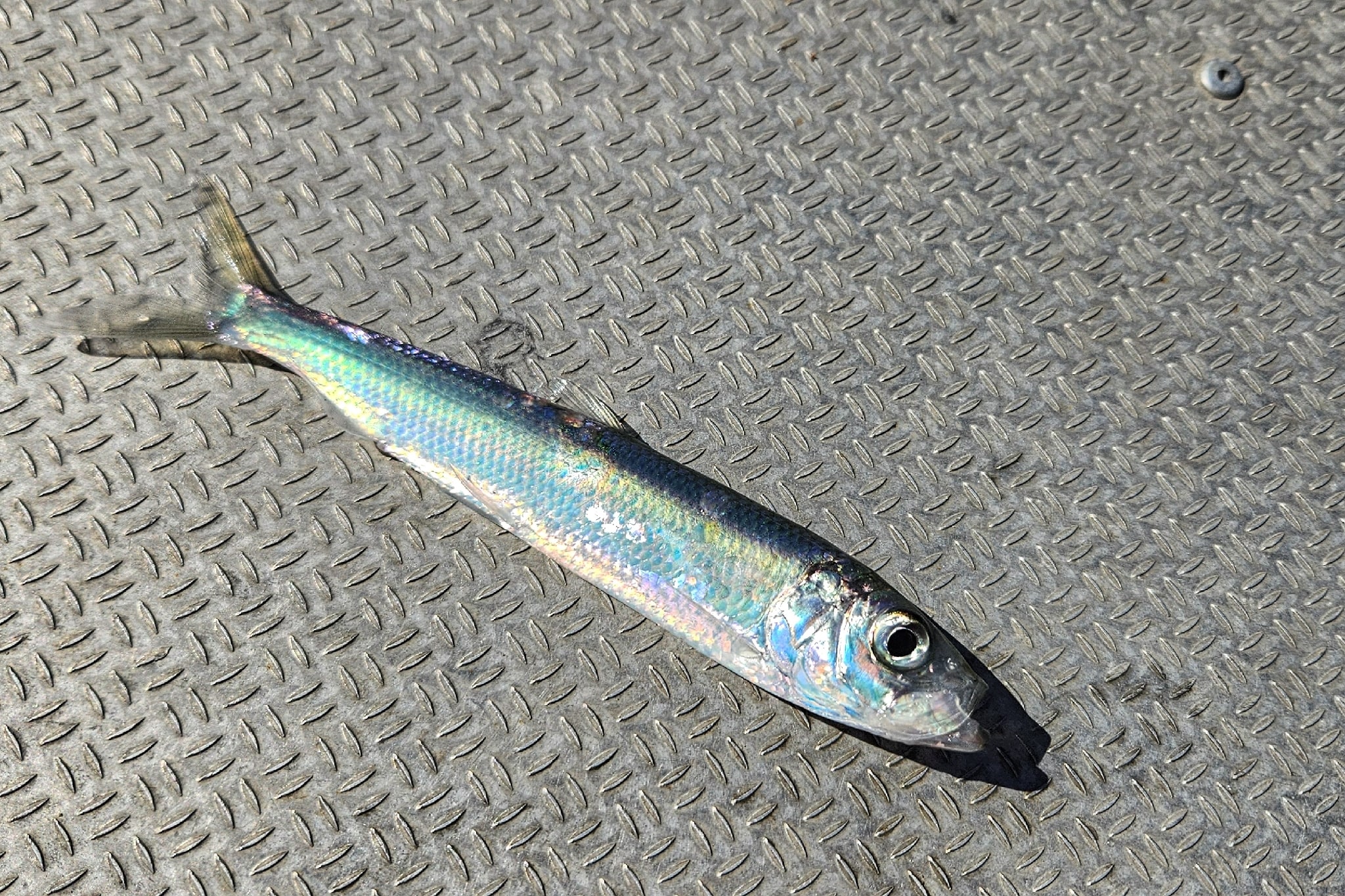 A silver Baltic herring lies on a textured metal surface.