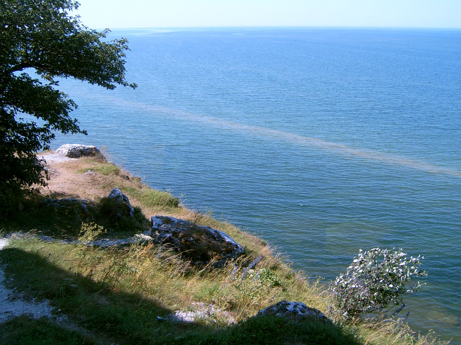 Green algal bloom spreading across coastal water near Gotland.