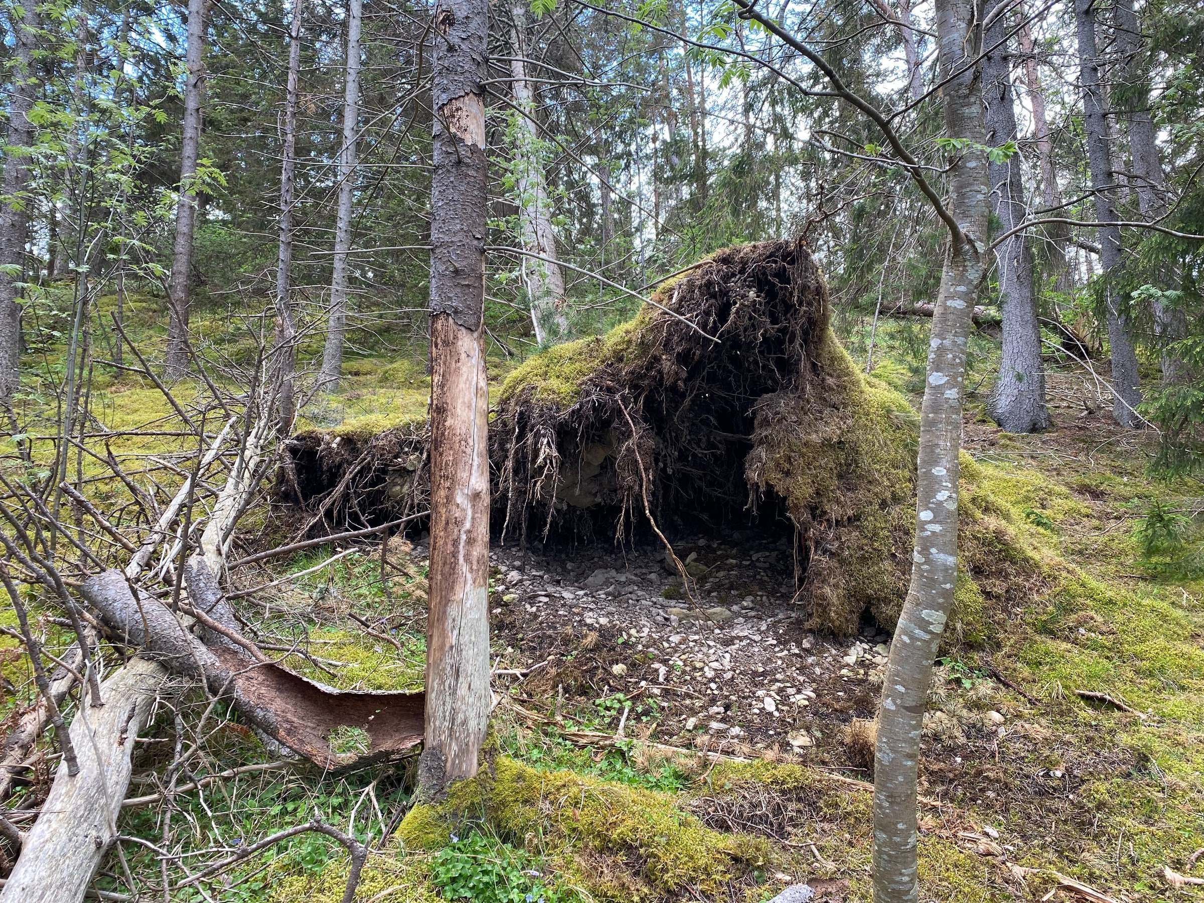 An uprooted tree exposes a moss-covered root plate among standing trees in Lickershamn, Gotland.