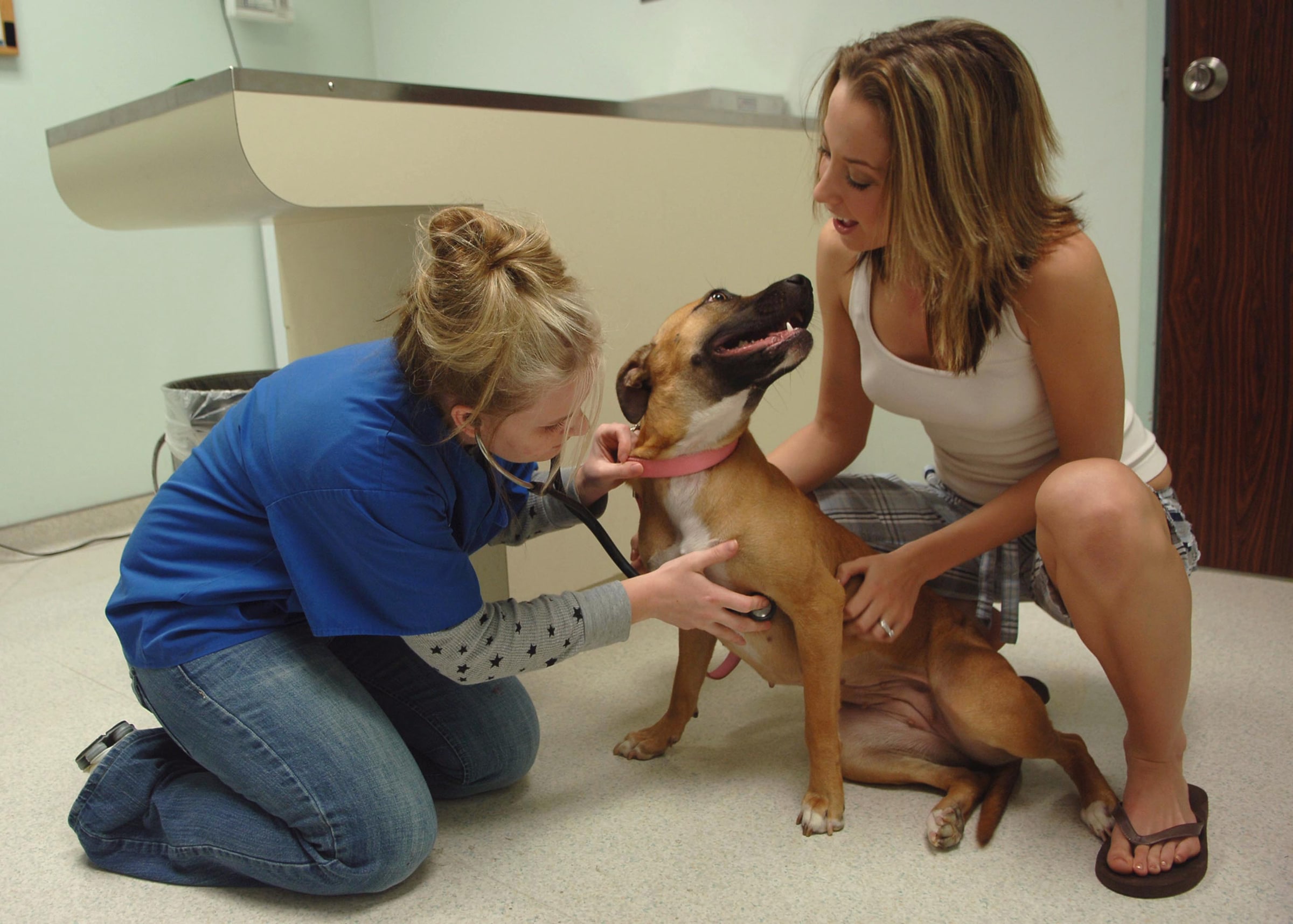 A veterinary technician listens to a pit bull's chest during an examination at a clinic.