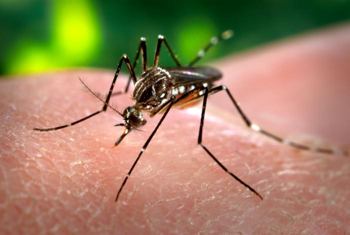 Aedes aegypti mosquito, a vector for chikungunya virus, on human skin