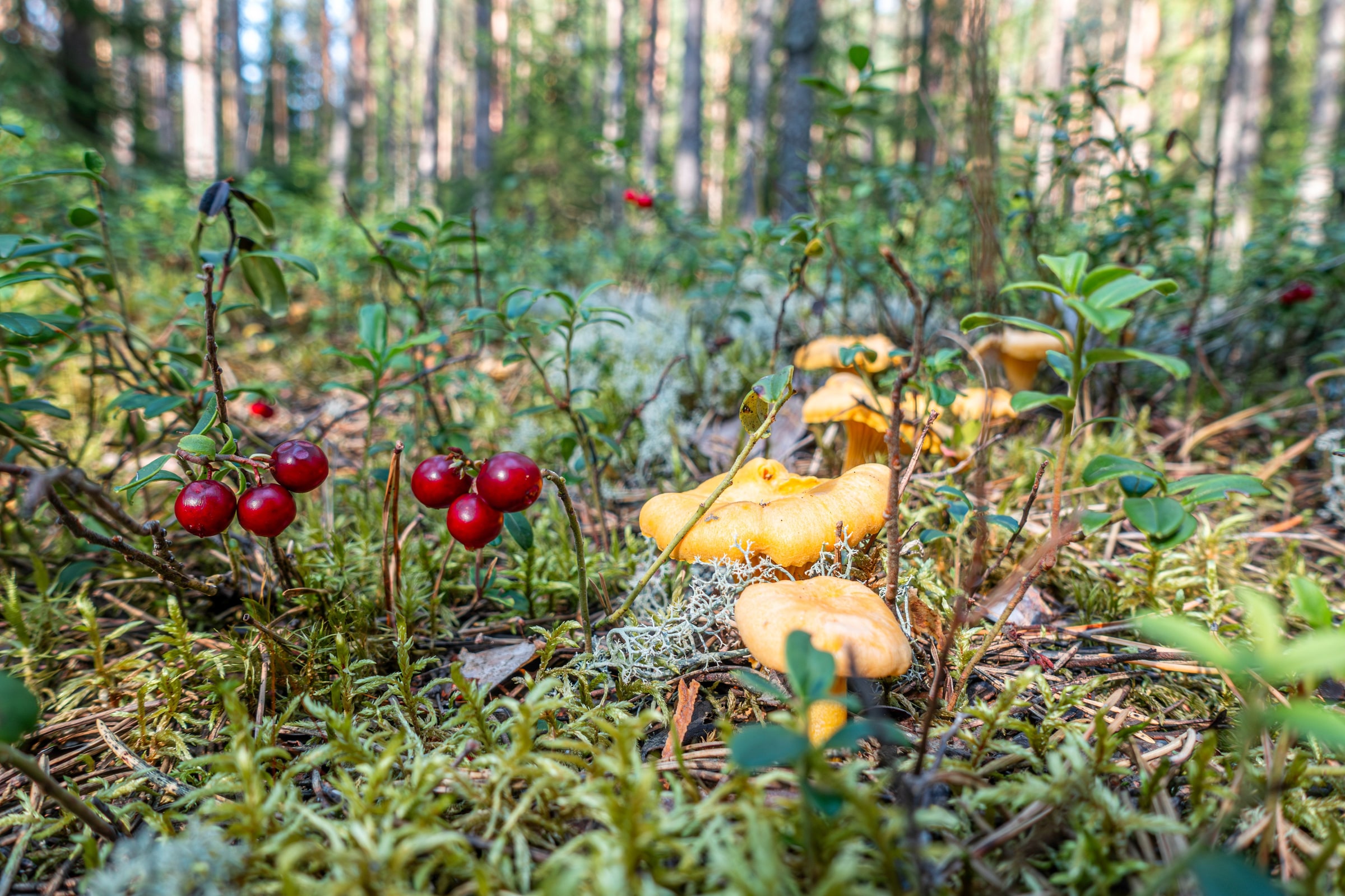 Golden chanterelles and red lingonberries grow among moss on a Swedish forest floor.
