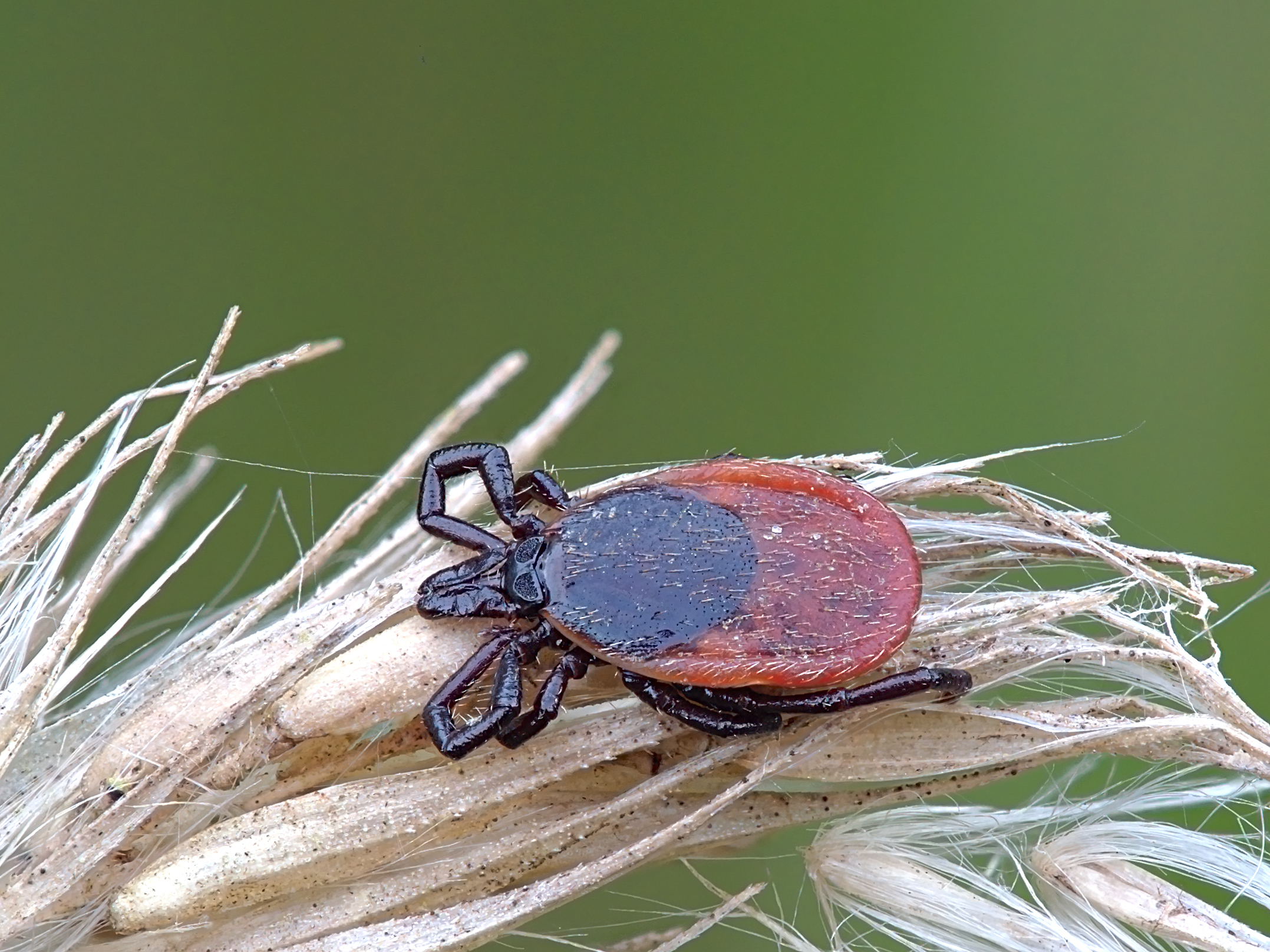 A female castor bean tick (Ixodes ricinus) resting on dry grass.