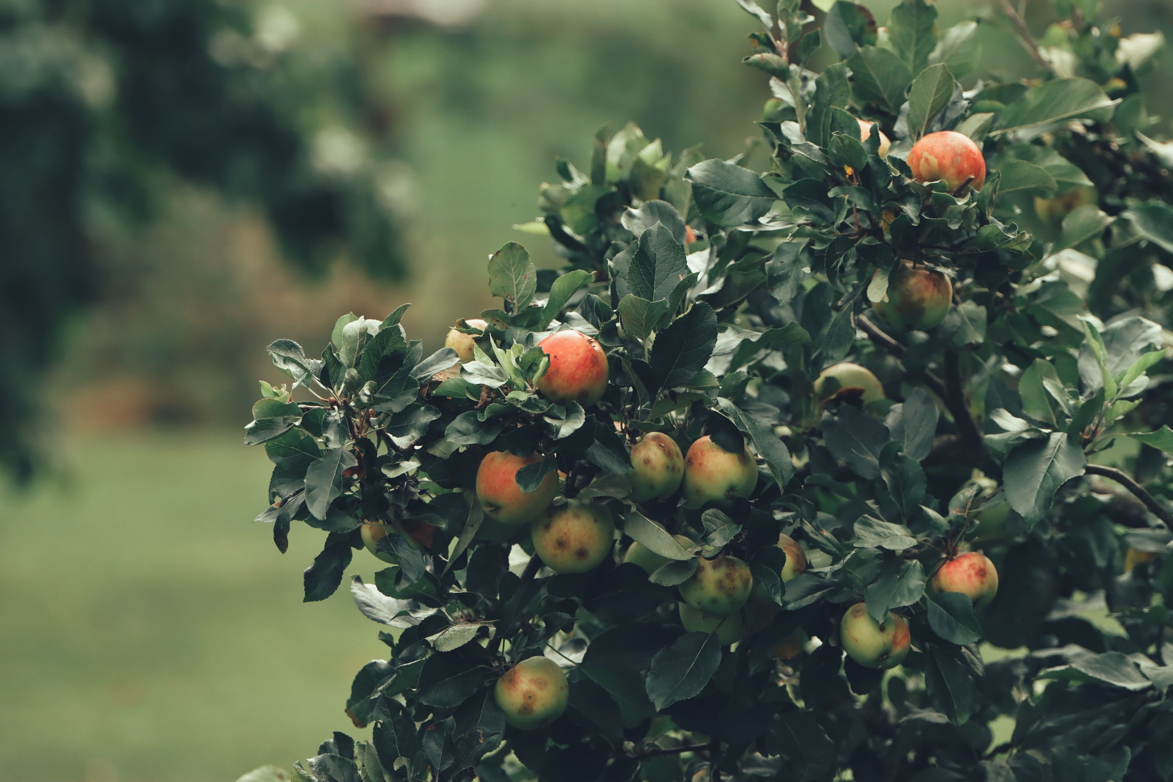 Ripe red and green apples hang from a leafy tree in a Swedish orchard.