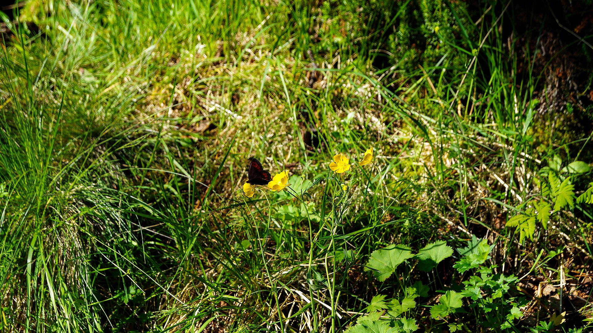 A butterfly resting on a flowering plant in Töfsingdalen National Park.
