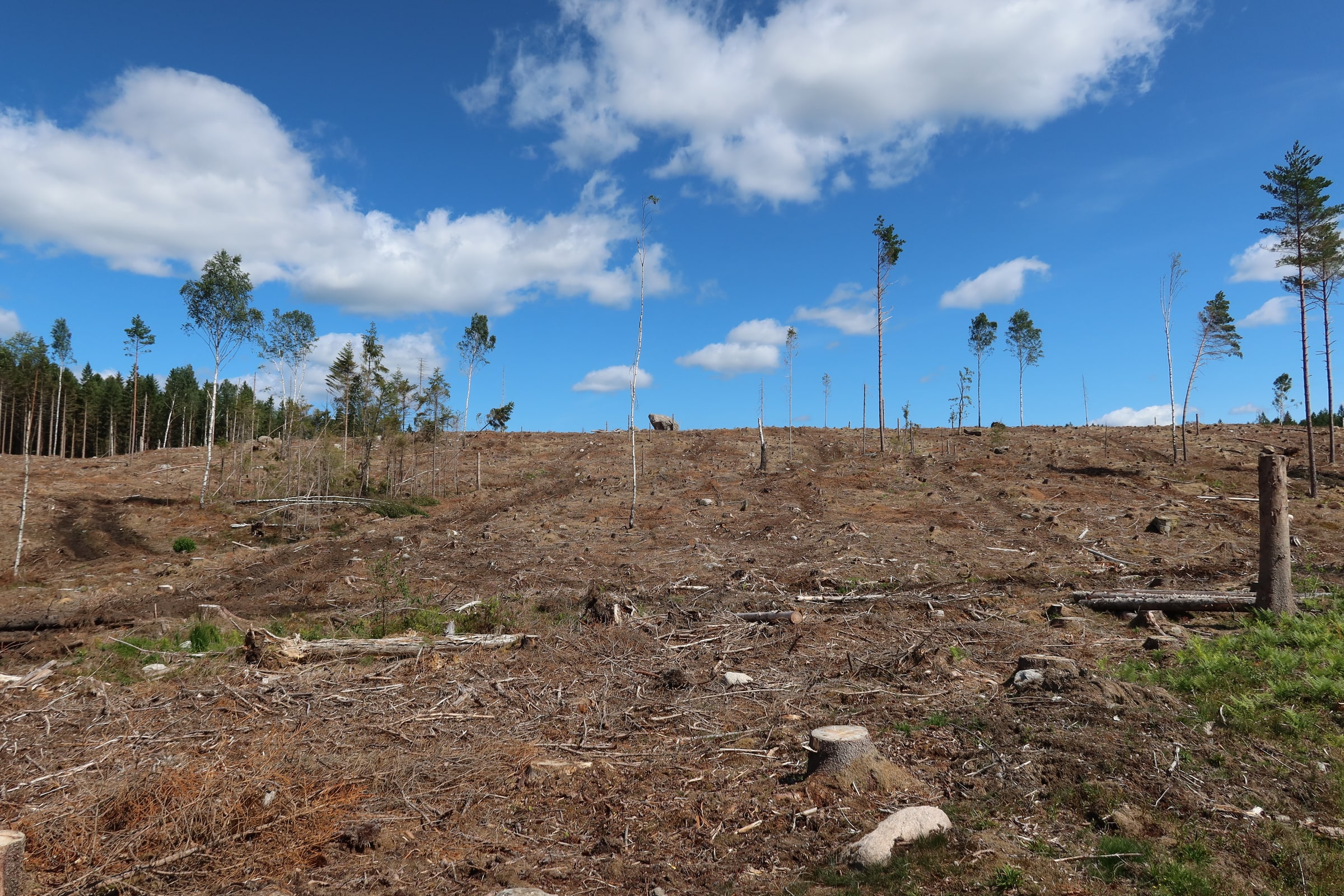 Stumps, branches and scattered retained trees on a clear-cut hillside in Lerum, Sweden.
